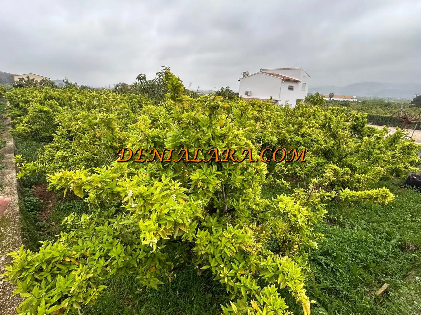 Rural land for sale in Pego, imagen 5