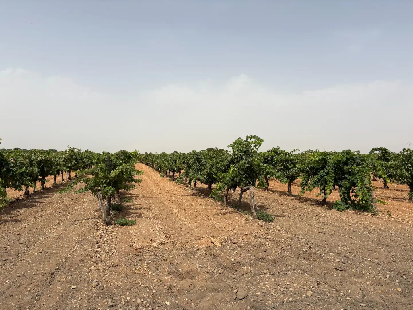 Terreno rustico in vendita a N/A, imagen 7