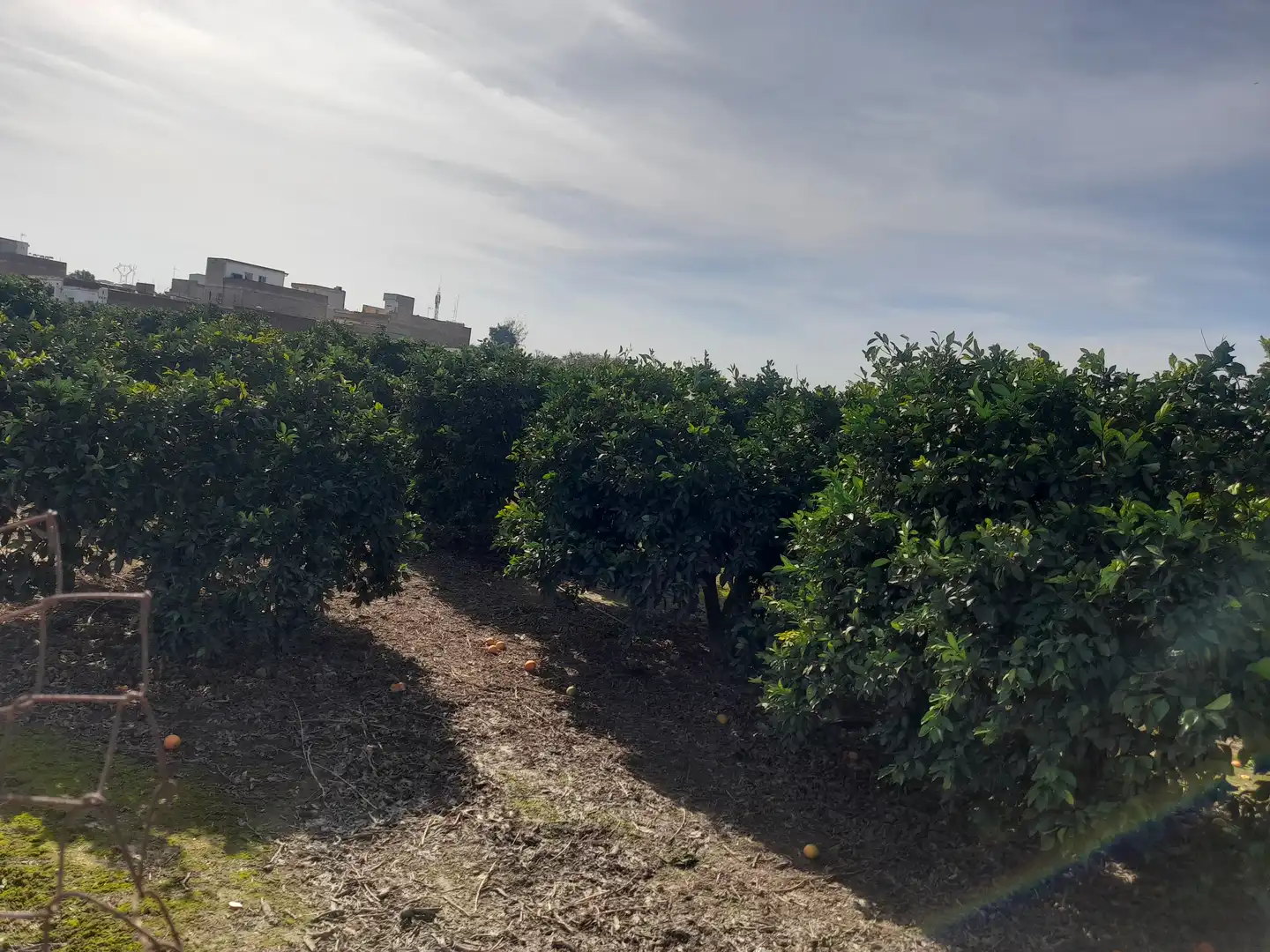 Terreny rústic en venda a La Algaba, imagen 4