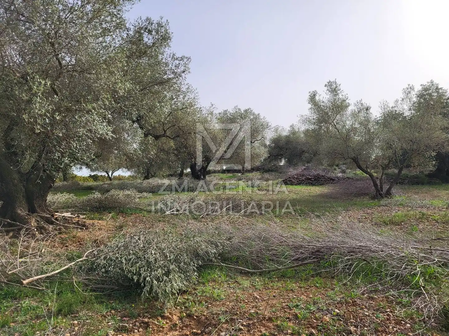 Terreno rustico in vendita a Corral de la Culla, imagen 21