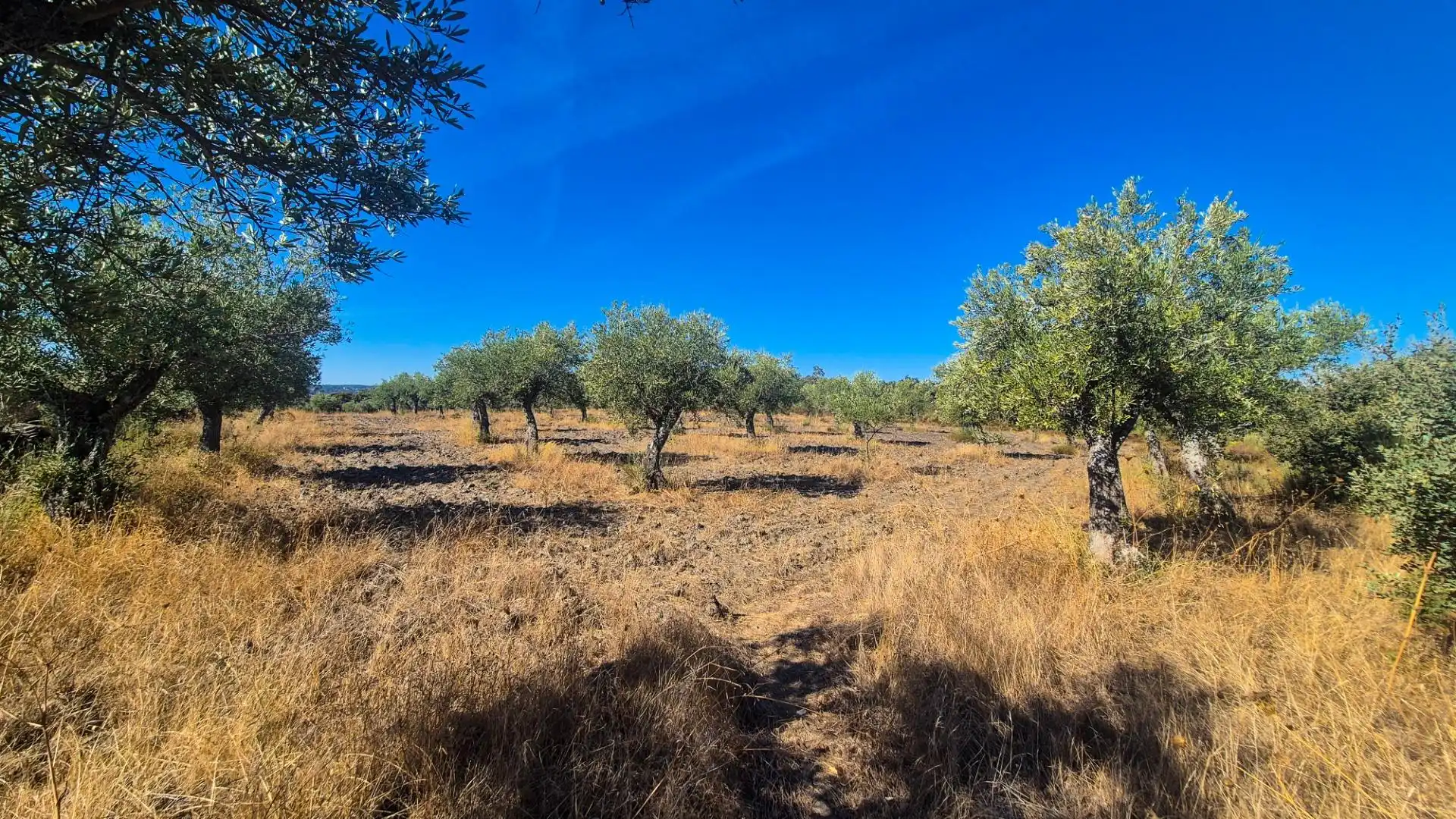 Land for sale in Ahigal de los Aceiteros, Salamanca