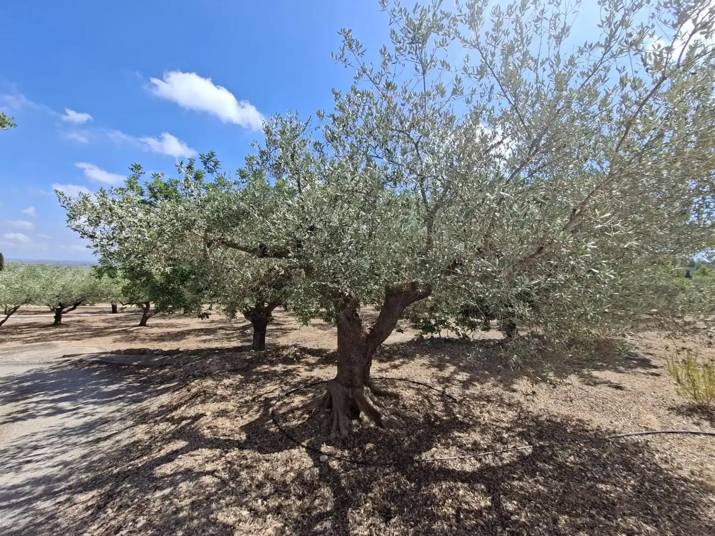 Terreno rustico in vendita a Partida del Mas d'en Civill, imagen 19