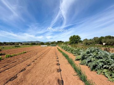 Terreno rustico in vendita a Santa Oliva