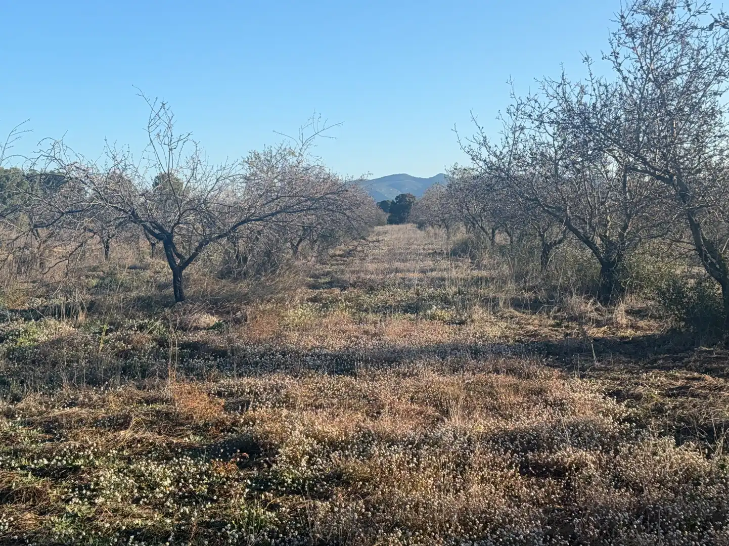 Terrain rustique à vendre à Carrer dels Teixidors, imagen 15