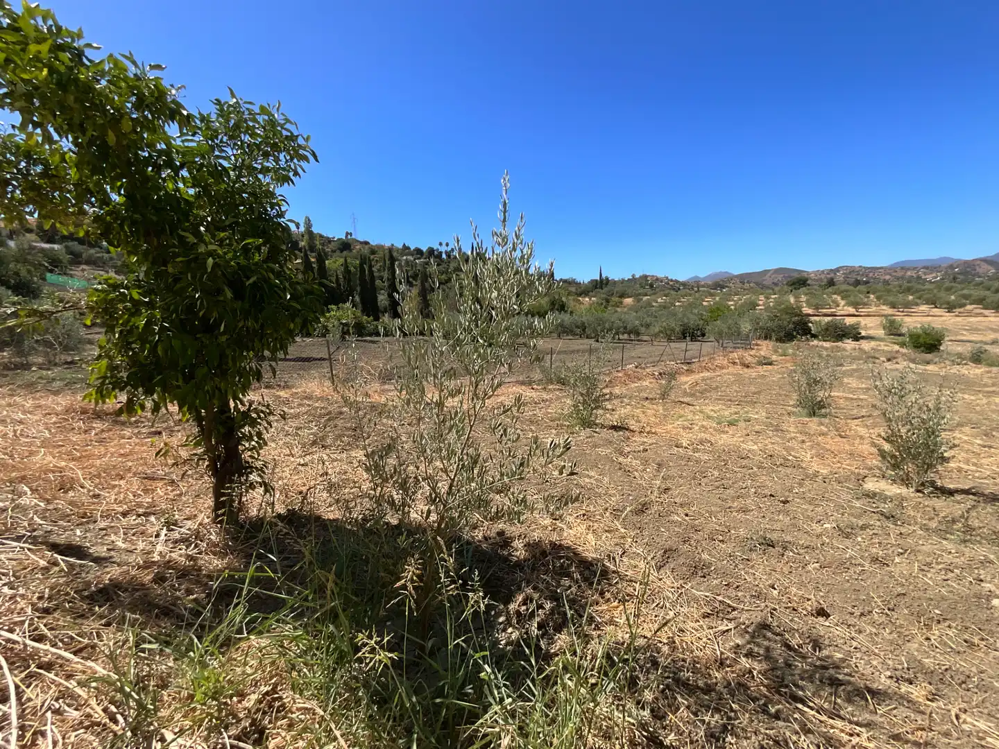 Finca rústica en venda en Coín