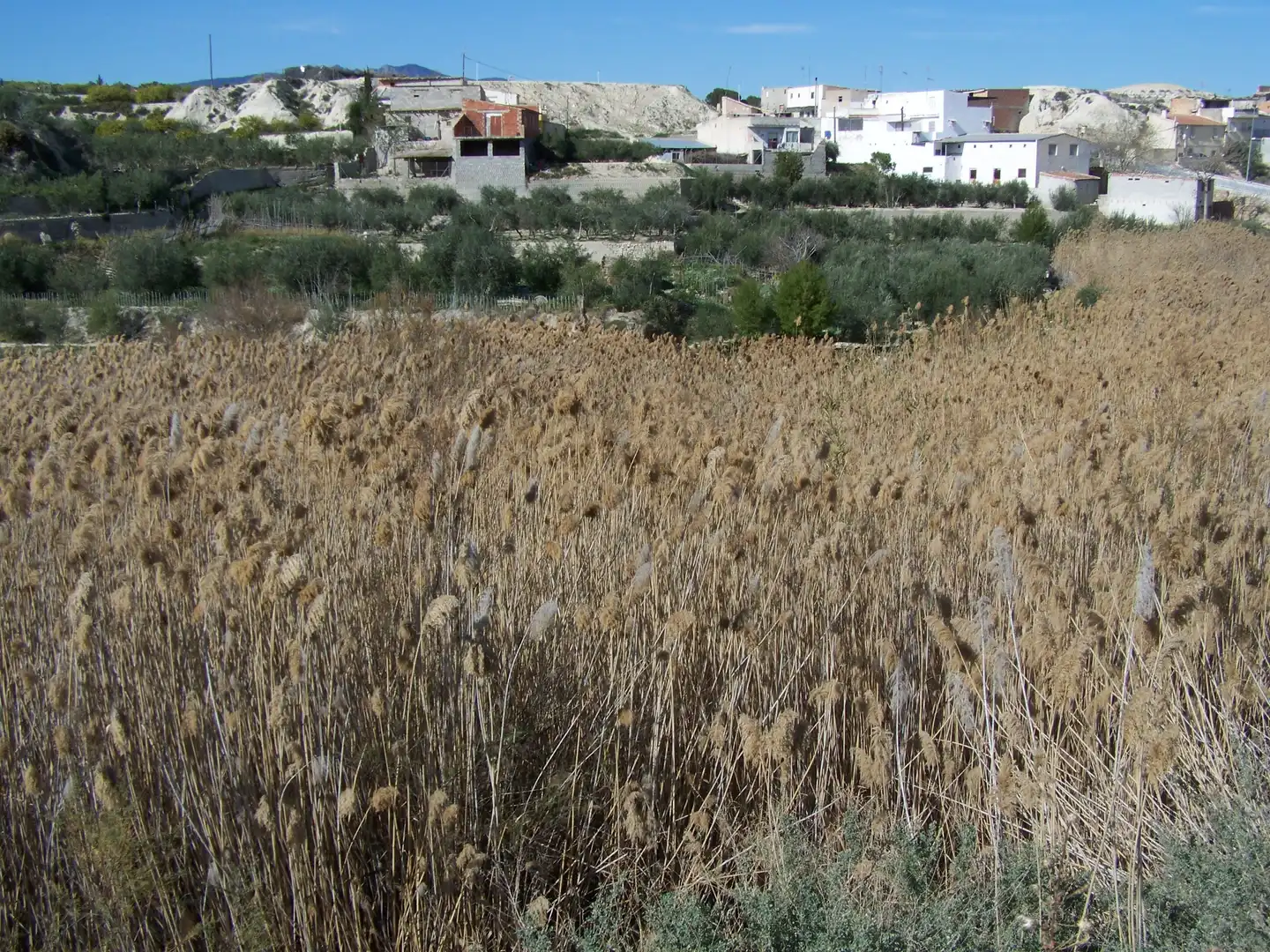 Land for sale in Albudeite