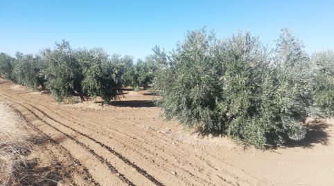 olivar de regadía, immagine 5