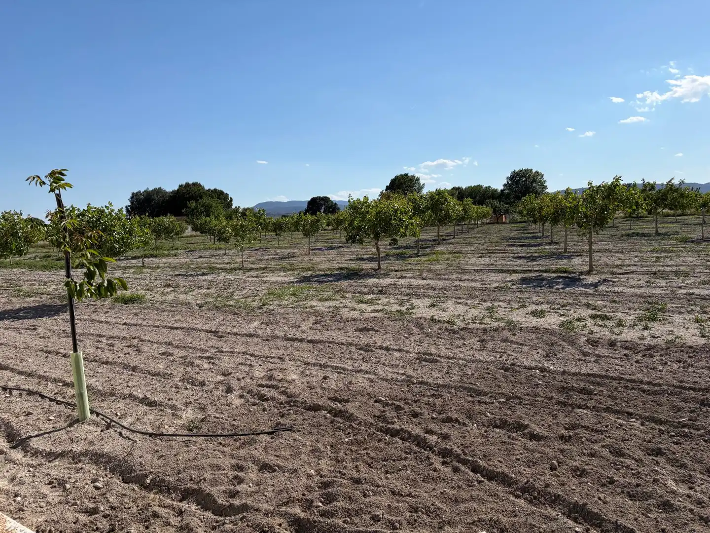 Finca rústica de alquiler en Villena con Jardín privado, Trastero y Amueblado