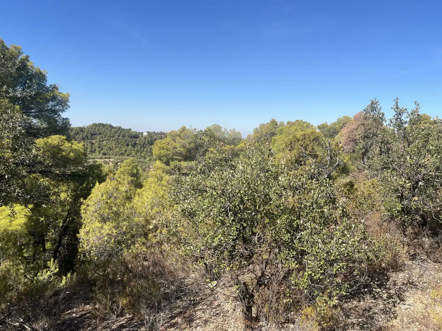 Finca rústica en venta en La Pobla de Cérvoles, Lleida