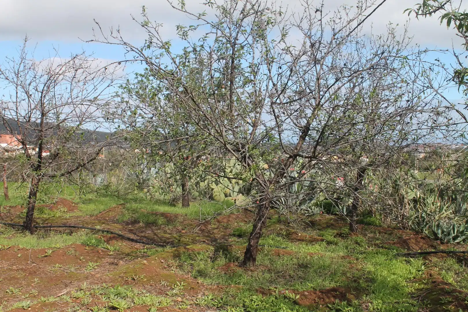Terreny rústic en venda a Valsequillo de Gran Canaria, imagen 6