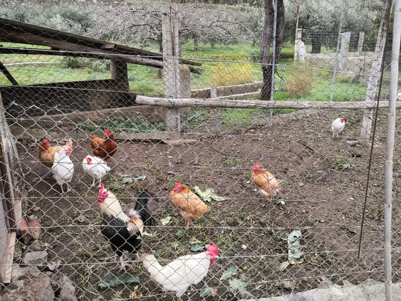 Jardín de Finca rústica en venta en Belalcázar