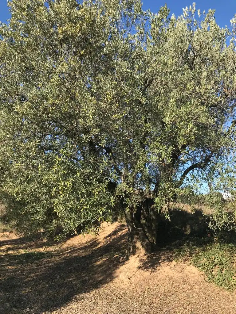 Terrain rustique à vendre à El Bruc, imagen 7