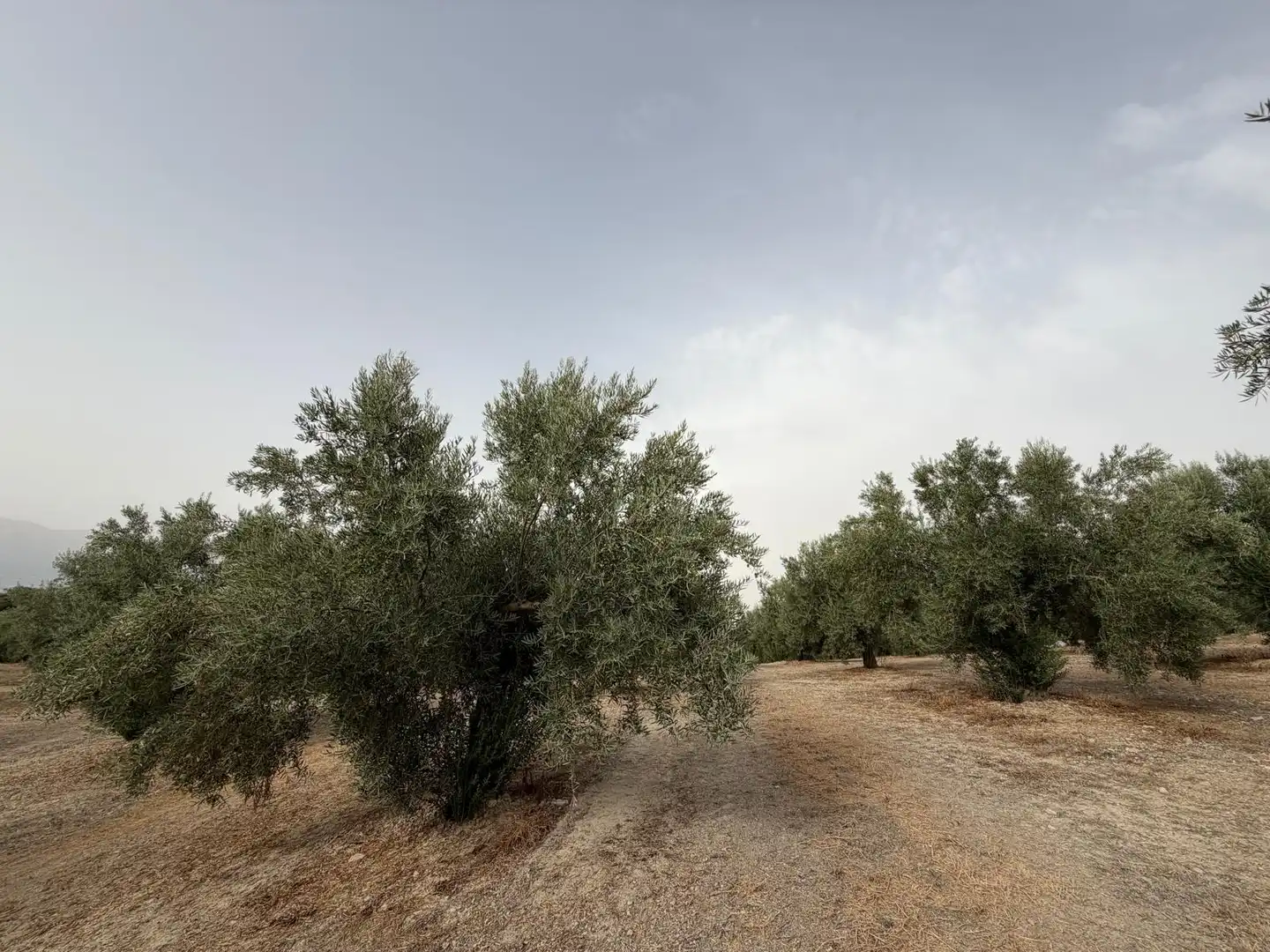 Rural land for sale in Iznalloz, imagen 9