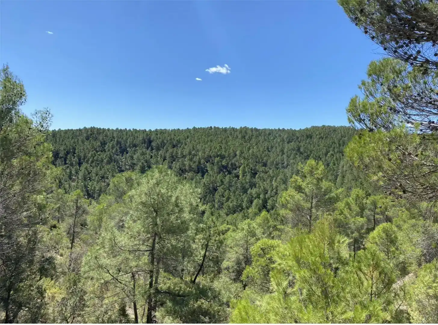 Land for sale in Cañamares