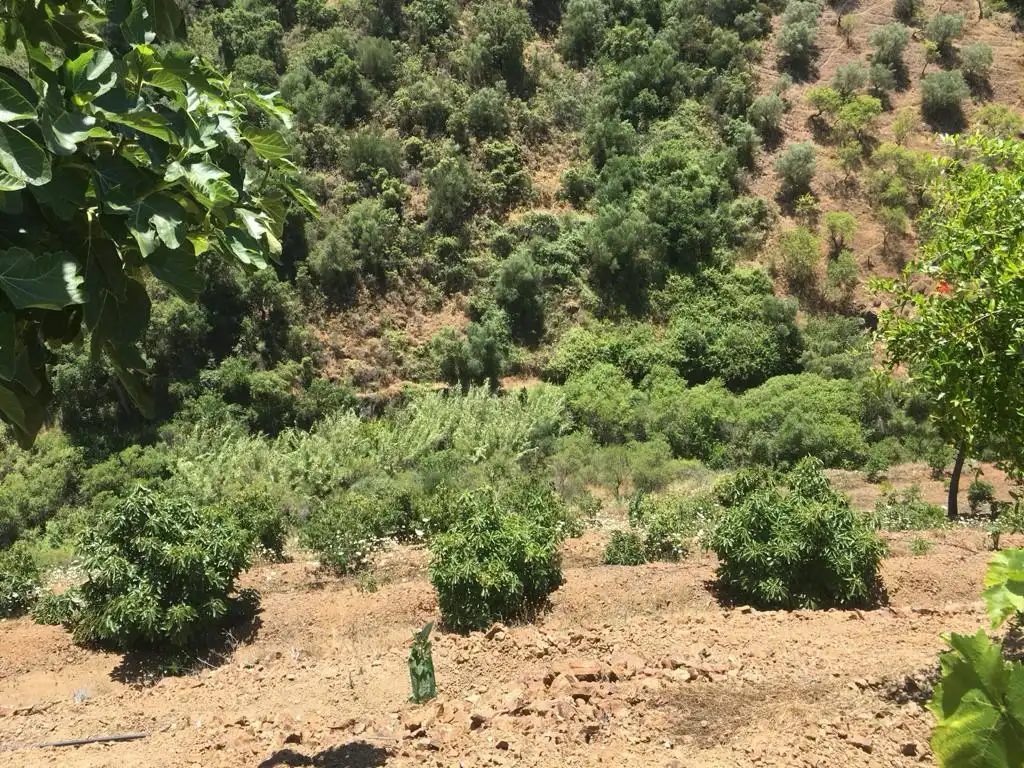 Terreno rustico in vendita a Monda, imagen 23