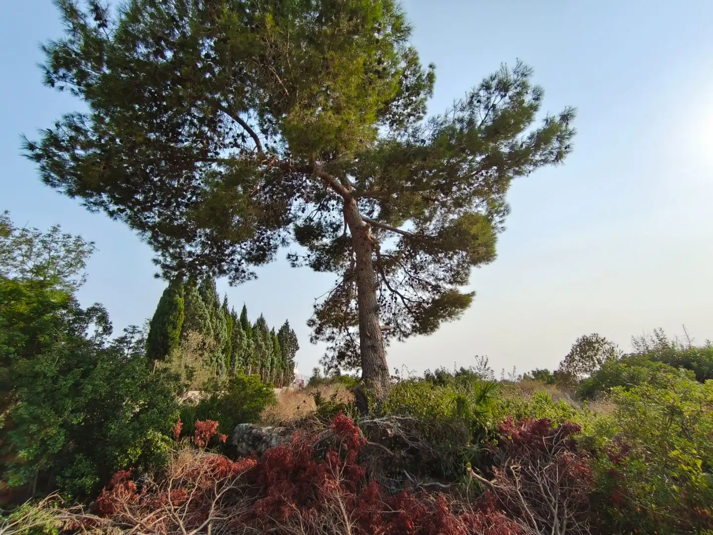Terreno residencial en venta en C/ Gandia 825, imagen 4