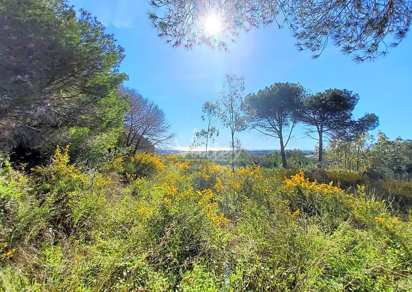 Terrenys i solars en venda a Sotogrande Alto, imagen 12
