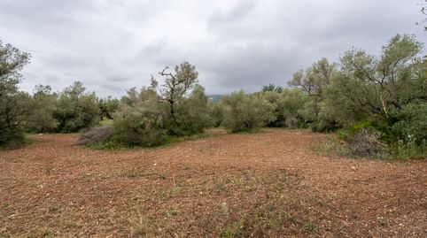 Foto 5 de Terreno en venta en N/a, -1, Mas de Barberans, Tarragona