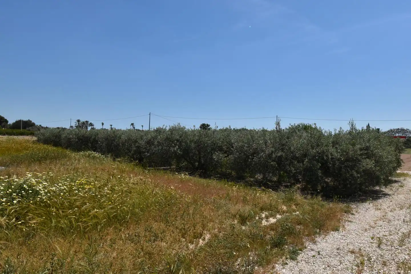 Casa o xalet en venda en Elche / Elx amb Jardí privat