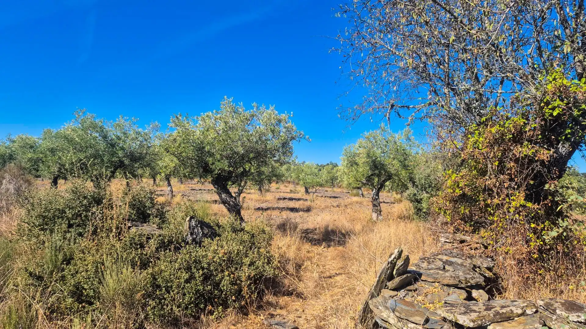 Land for sale in Ahigal de los Aceiteros, Salamanca