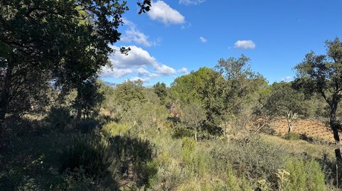 Terreno rústico de más de 11.000 m2 con olivos en Rabós