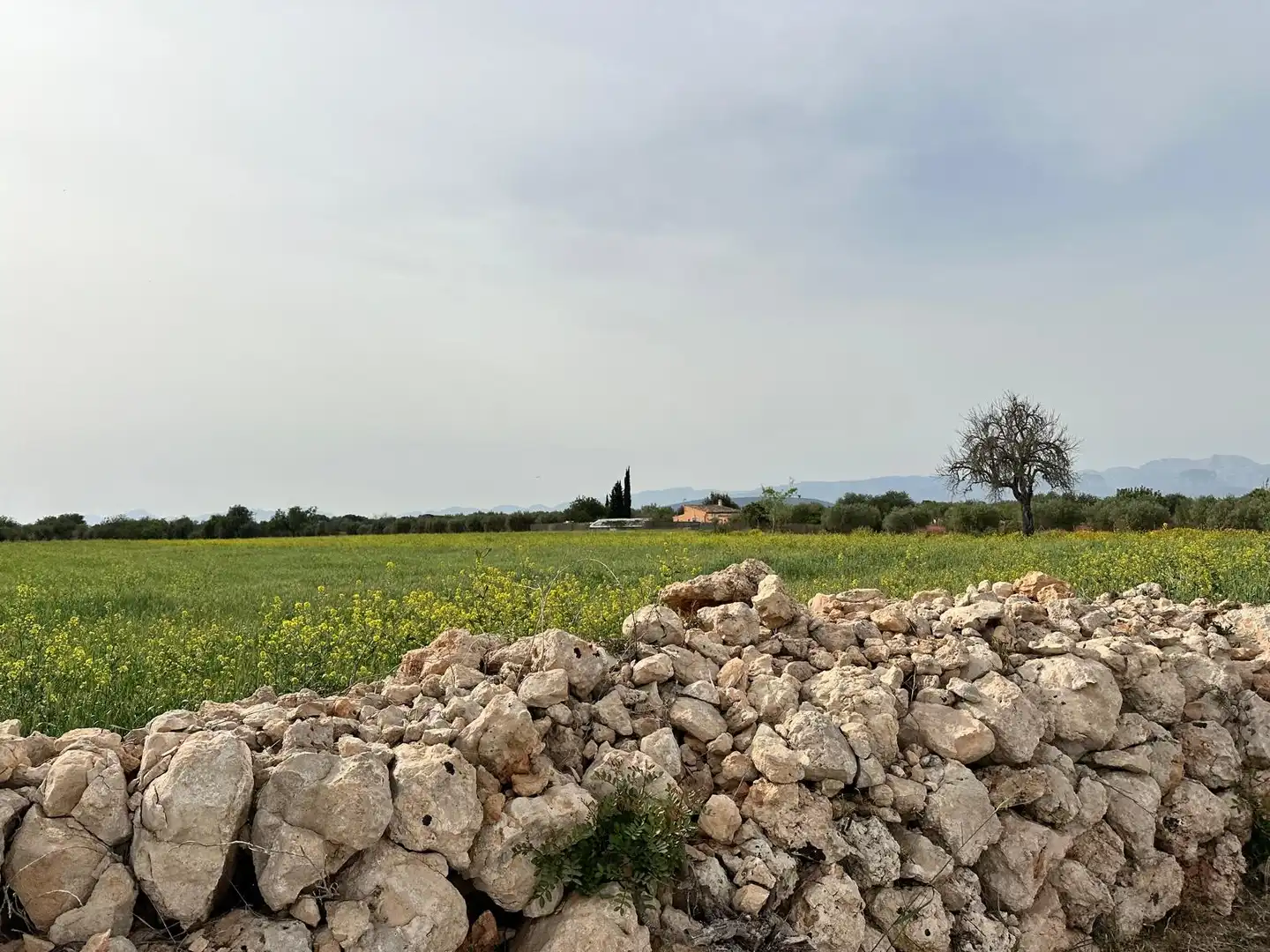 Grundstücke zum Verkauf in Algaida