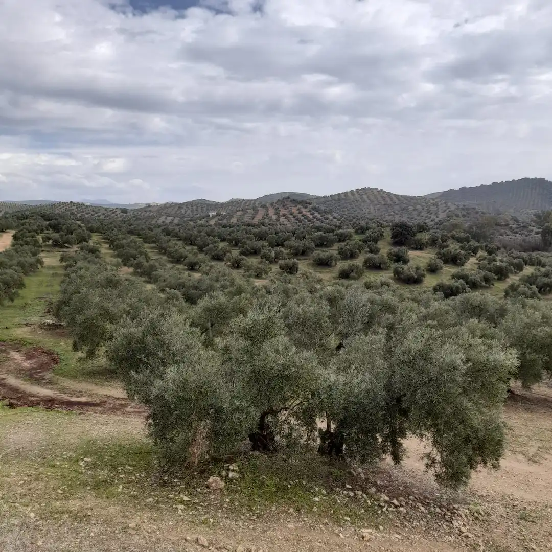 Finca rústica en venda en Encinas Reales