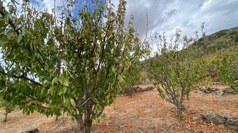 FINCA TEMPRANA DE CEREZOS EN EL TORNO -  VALLE DEL JERTE, immagine 5