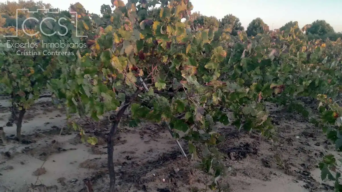 Terreno rustico in vendita a Almonte ciudad