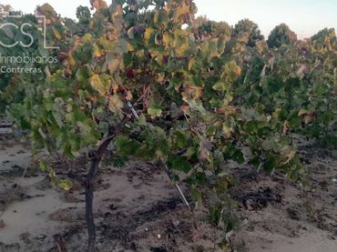 Terreno rustico in vendita a Almonte ciudad