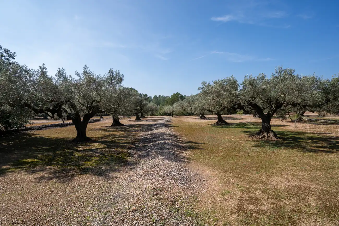 Terrain rustique à vendre à Camí Del Filato 1093, imagen 13