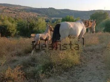 Terreno rustico in vendita a Montenegral alto 2