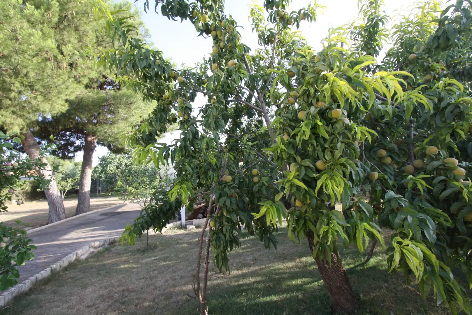 Xalet amb piscina en venda a Pedanías - Extrarradio, imagen 54