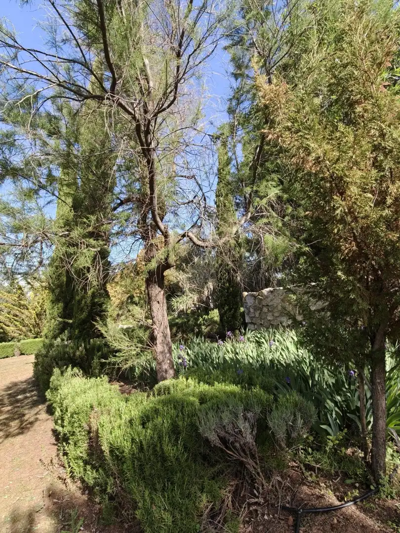 Chalet en venta en CERRO PALOS poligono 45 parcela 63, imagen 49