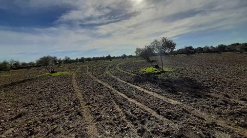 Foto 3 de Terreno en venta en Botija, Cáceres
