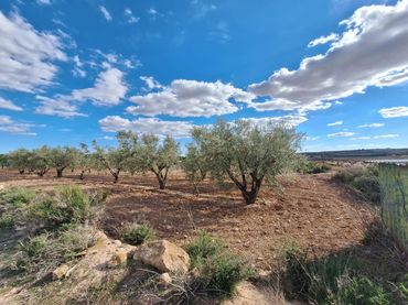 Rustikales Grundstück zum Verkauf in El Pinós / Pinoso
