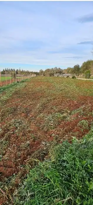 Rustikales Grundstück zum Verkauf in Llubí, imagen 12