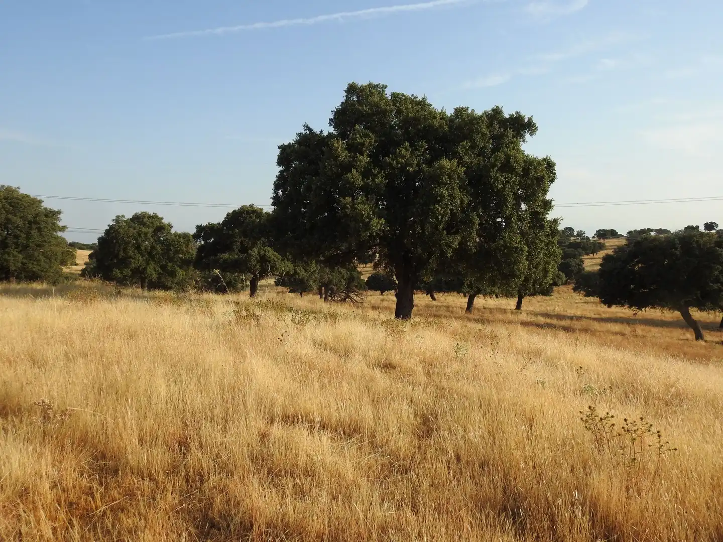 Land for sale in Villar del Pedroso