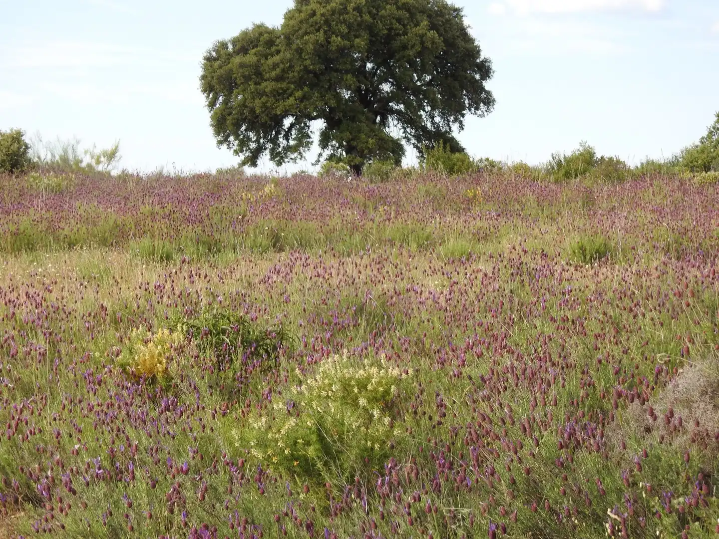Garden of Land for sale in Belvís de la Jara