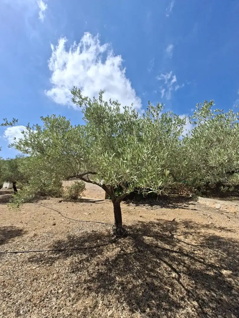 Terreno rustico in vendita a Partida del Mas d'en Civill, imagen 24