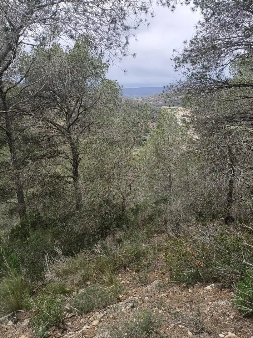 Terreno rustico in vendita a Móra d'Ebre, imagen 6