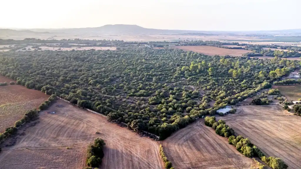 Casa rústica en venta en Vilafranca de Bonany, imagen 4