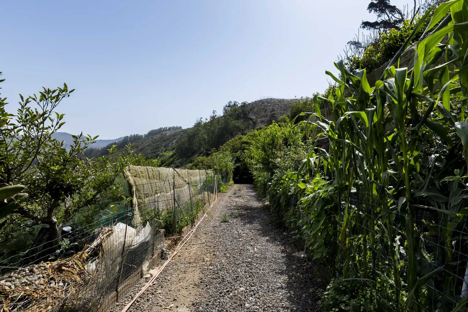 Rural land for sale in Tegueste, imagen 7