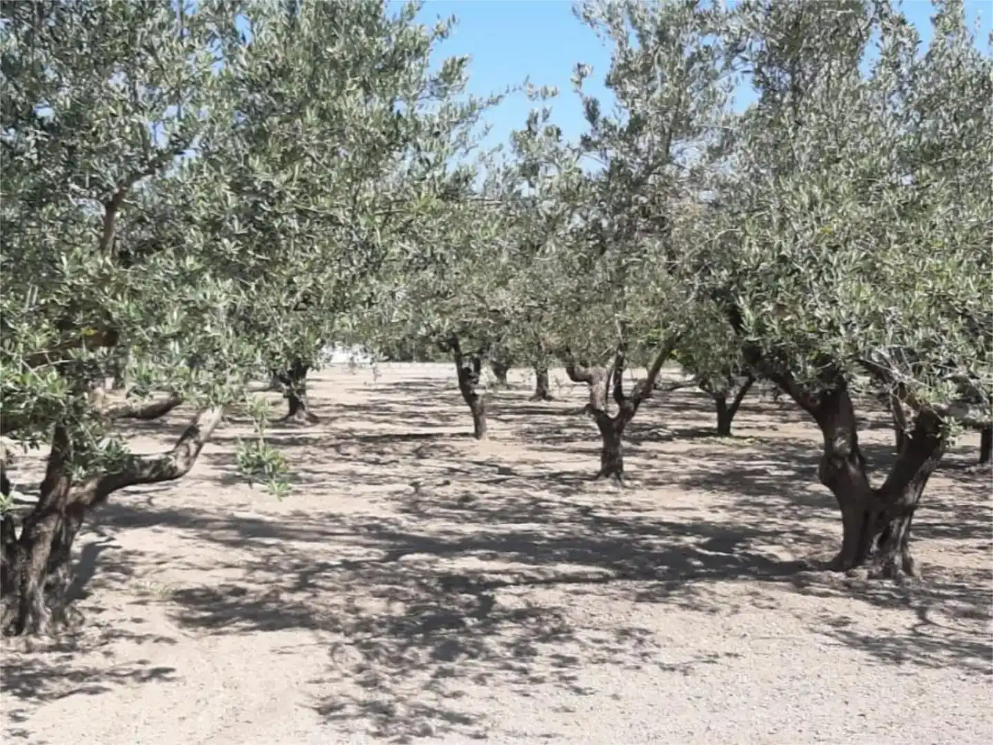 Finca rústica en venta en Ontinyent