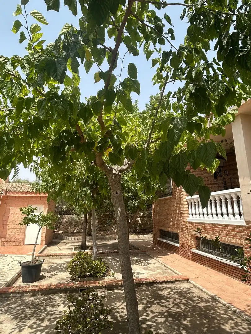 Jardí de Casa o xalet en venda en San Vicente del Raspeig / Sant Vicent del Raspeig amb Aire condicionat, Calefacció i Jardí privat