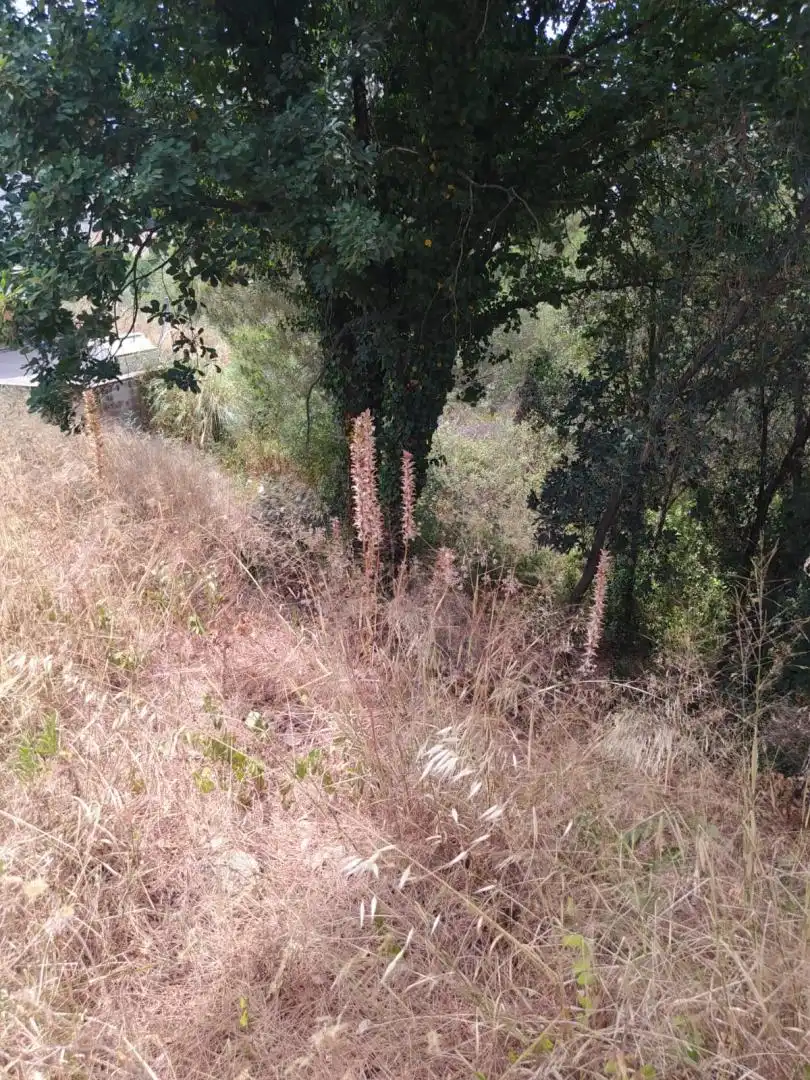 Terreny residencial en venda a Riells i Viabrea, imagen 4