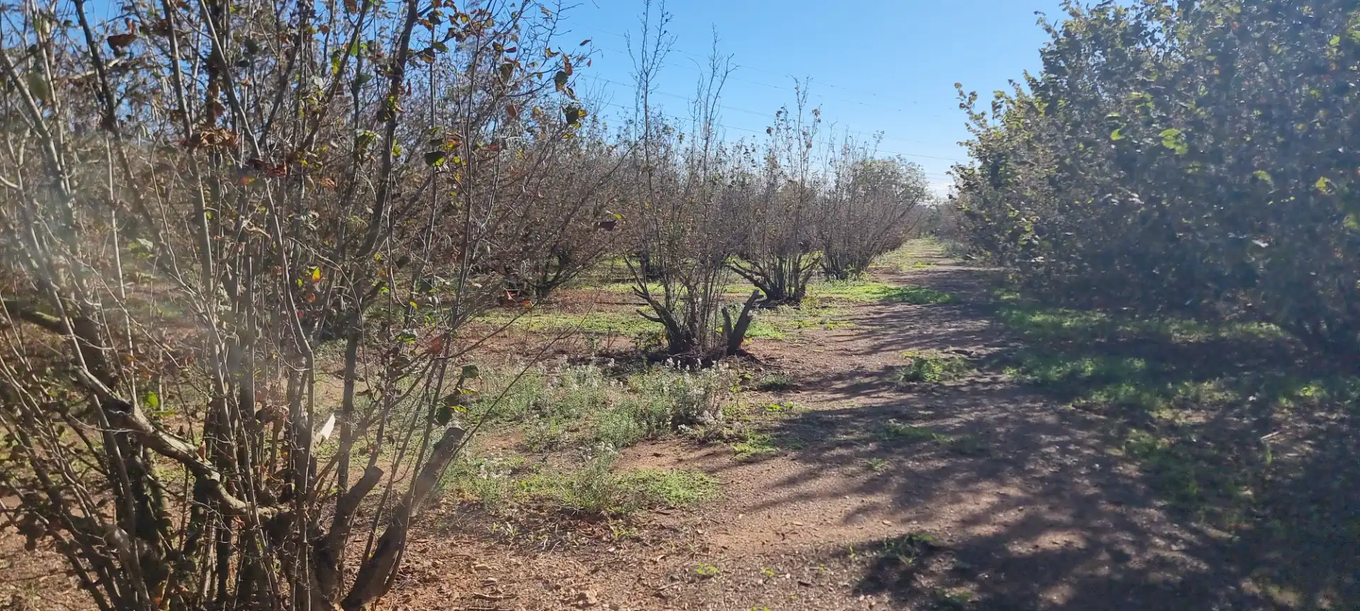 Terreno en venta en Vilallonga del Camp