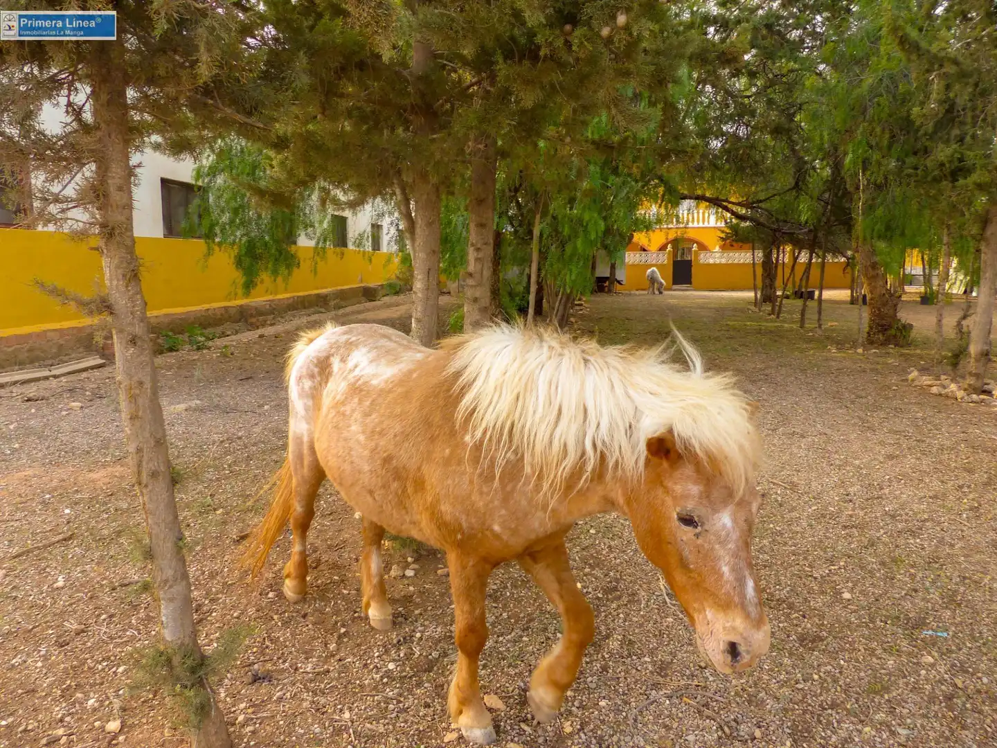 Vista exterior de Finca rústica en venda en Fuente Álamo de Murcia amb Calefacció, Jardí privat i Terrassa