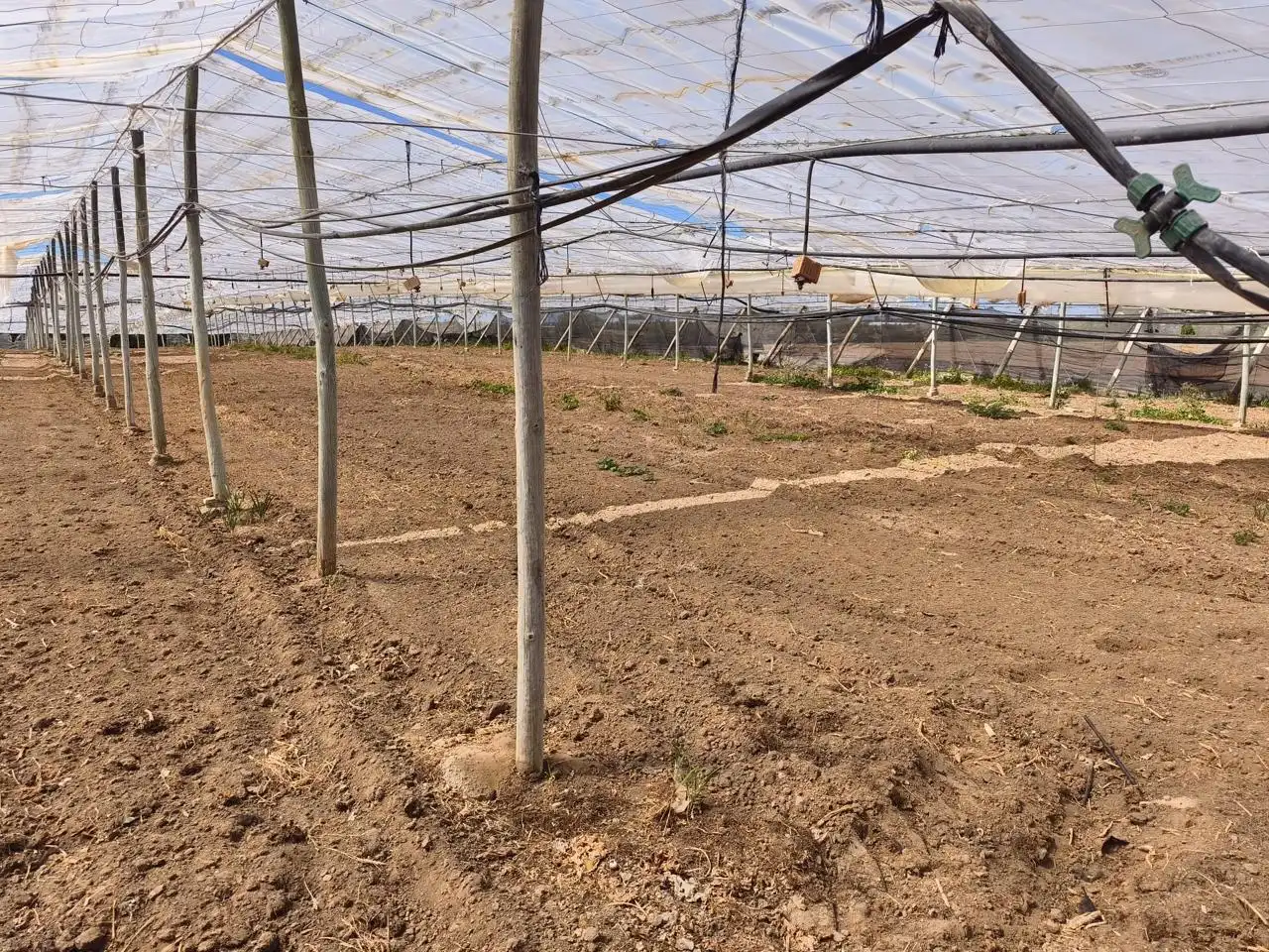 Terreno rustico in vendita a Hijuela de María, imagen 4