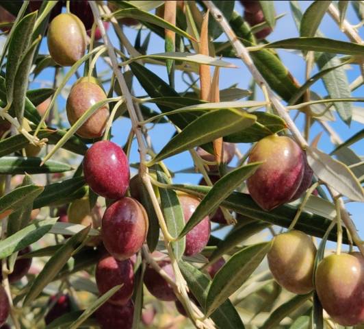 Terreno en Venta en Camino Viejo de Calasparra, 42 en Moratalla